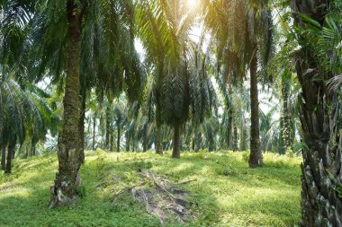 Sabahları palmiye yağı