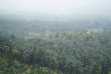 palmiye yağı Ekim gün süre vurdu