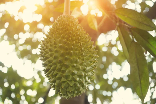 Durian Farm Musang King Focus —  Fotos de Stock