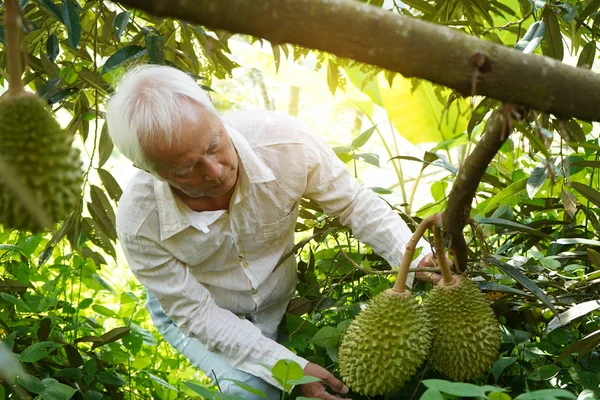 Granjero Granja Durian — Foto de Stock