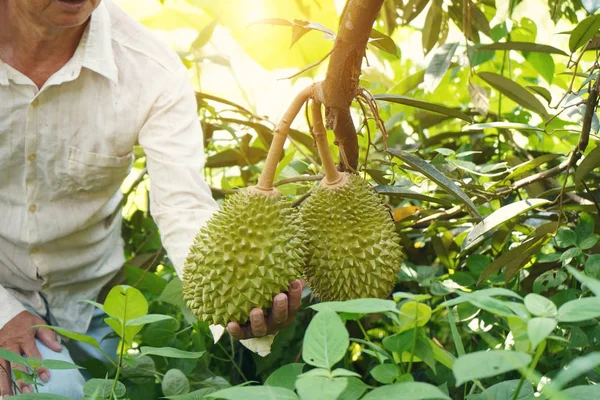 Granjero Granja Durian — Foto de Stock