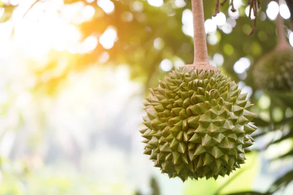 Durian Farmy Musang Króla Centrum Uwagi — Zdjęcie stockowe