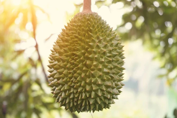 Durian Farm Musang King Focus — Stock Photo, Image