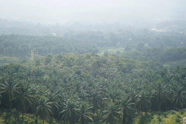 Oil Palm Plantation Day Time Shot — Stock Photo, Image