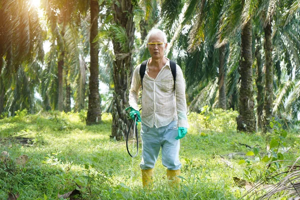 Travailleur Palmier Huile Pulvérisation Herbicides Plantation — Photo