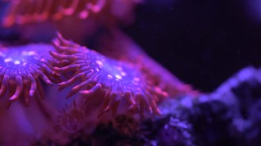 tam bir kaos zoa mercan görüntüleri