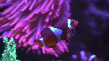 anemon çiçeği ve palyaço balık görüntüleri