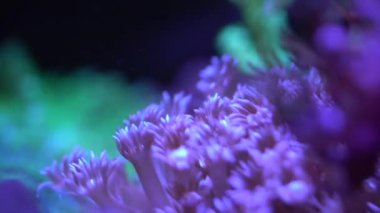 Goniopora mercan resif akvaryum tankı