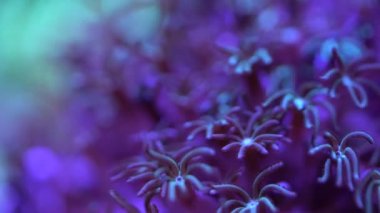 Boru organ arka plan ile mercan