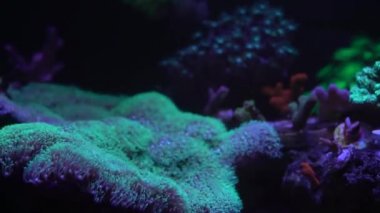 yeşil yıldız polip mercan görüntüleri kapat