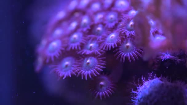 Caos Total Zoa Corales Material Archivo — Vídeos de Stock