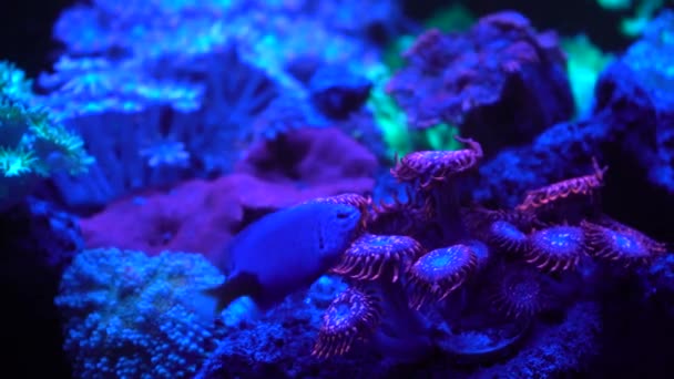 Völliges Chaos Bei Den Korallen — Stockvideo