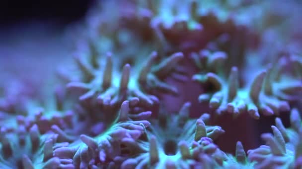 Close Trumpet Coral — Stock Video