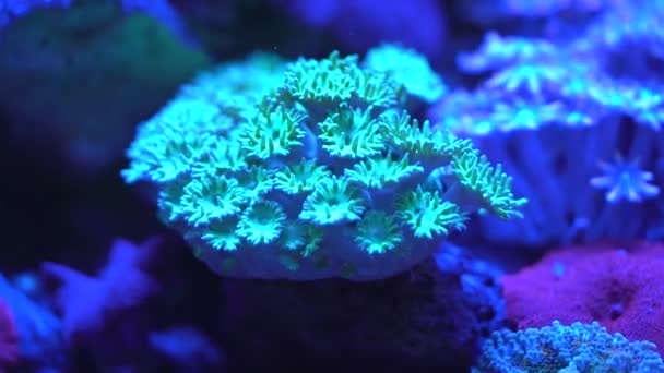 Primer Plano Las Imágenes Coral Trompeta — Vídeos de Stock