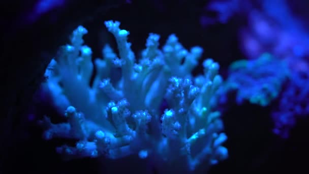 软绿色手指珊瑚片段 — 图库视频影像