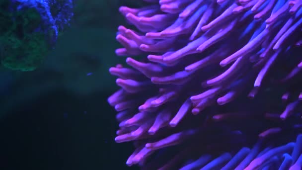 海葵和小丑鱼片段 — 图库视频影像