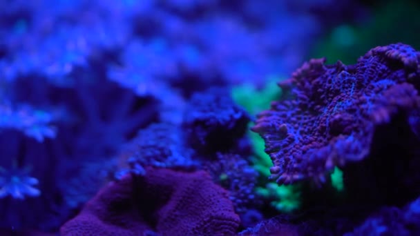 Yuma Coral Imagens Close — Vídeo de Stock