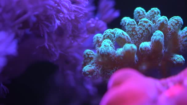 Fundo Coral Birdnest Radioativo — Vídeo de Stock