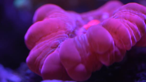 Close Red Cynarina Coral — Stock Video
