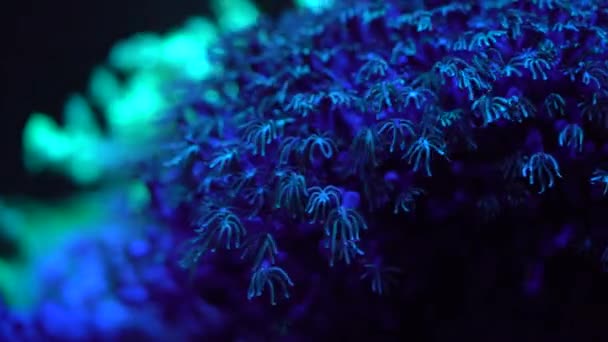 管器官珊瑚背景 — 图库视频影像