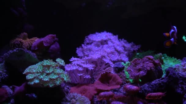 Favia Cerebro Coral Con Fondo — Vídeo de stock