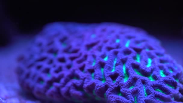 Favia Mózgu Coral Tłem — Wideo stockowe
