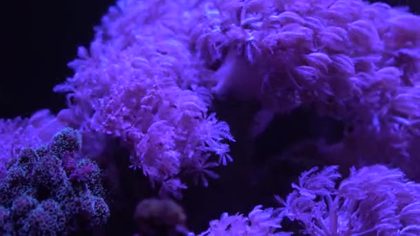 Pulsando Xenia Coral Cerca Material Archivo — Vídeo de stock
