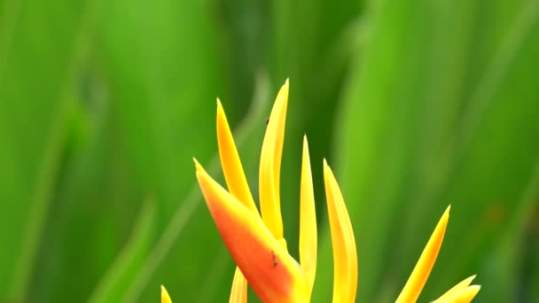 Paradiesvogel Blume Aus Nächster Nähe — Stockvideo