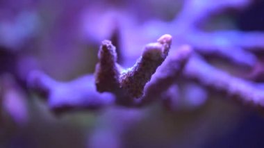 resif üzerinde sarı tang