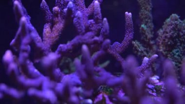Mor montipora sps mercan