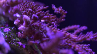 Acropora bir resif mercan