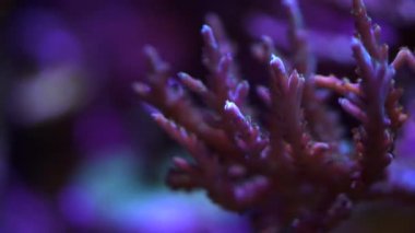 Acropora bir resif mercan