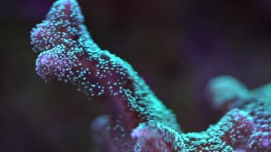 radyoaktif kuş yuva mercan