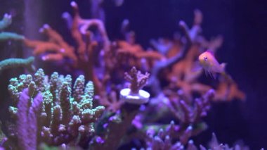 mercan hayat ve balıklar ile resif