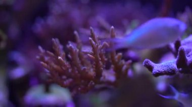  Acropora, Sps sert mercan 