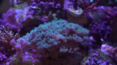  pocillopora bir resif mercan