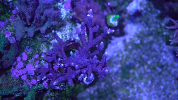 Blaue Montipora Sps Koralle — Stockvideo
