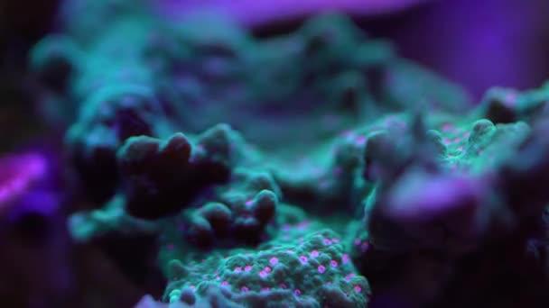 Pimentão Pimenta Montipora Sps Coral — Vídeo de Stock