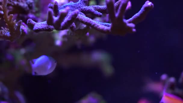 Peixe Cromado Sob Coral Montipora Sps — Vídeo de Stock