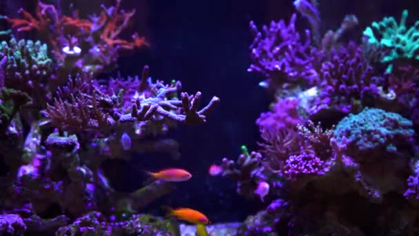 Récif Avec Vie Corallienne Poissons — Video