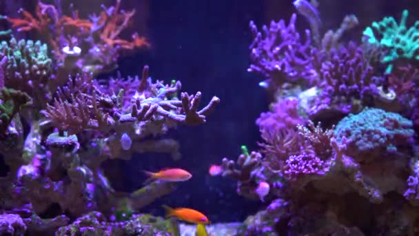 Reef Met Koraal Leven Vissen — Stockvideo