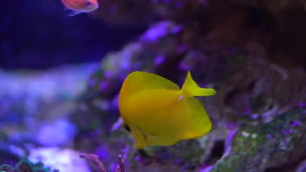 Tang Amarelo Recife — Vídeo de Stock