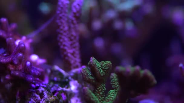 ミドリイシ サンゴ礁のサンゴ — ストック動画