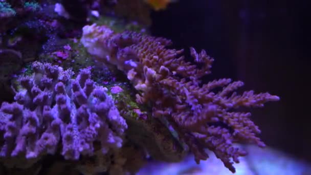 Corallo Acropora Una Barriera Corallina — Video Stock