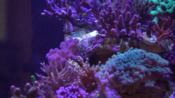 Corallo Acropora Una Barriera Corallina — Video Stock