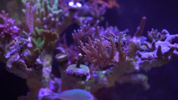 Barriera Corallina Con Vita Corallina Pesci — Video Stock