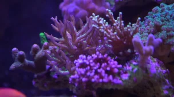 Recifes Com Vida Coral Peixes — Vídeo de Stock