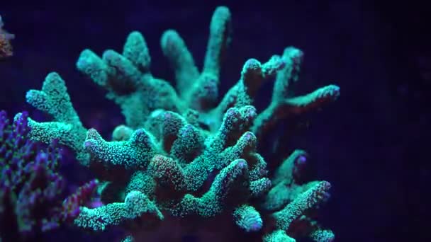 Radioaktiva Bird Nest Coral — Stockvideo
