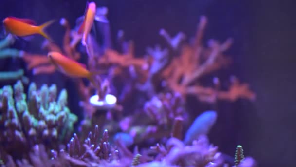 珊瑚礁与珊瑚生活和鱼类 — 图库视频影像