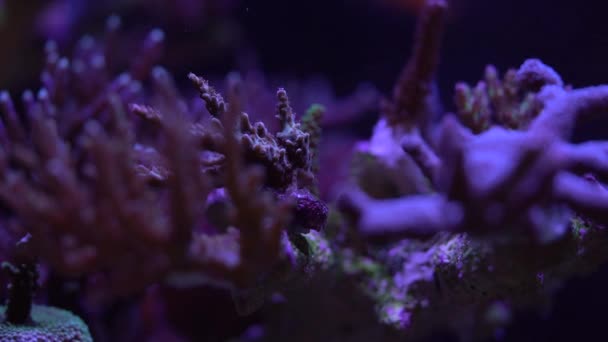 Acropora Sps 硬珊瑚 — 图库视频影像